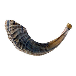 KOSHER ODORLESS NATURAL SHOFAR | Genuine Rams Horn | Smooth Mouthpiece for Easy Blowing | Includes Velvet like Drawstring Bag and Shofar Blowing Guide (12"-14")