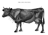 An Atlas of Animal Anatomy for Artists (Dover Anatomy for Artists)