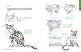 How to Draw Cats and Kittens: A Complete Guide for Beginners