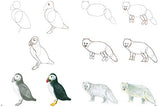 How to Draw Polar Animals in Simple Steps