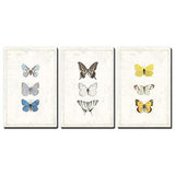 wall26 - 3 Panel Canvas Wall Art - Multiple Butterfly Species Artwork Series - Giclee Print Gallery Wrap Modern Home Decor Ready to Hang - 16"x24" x 3 Panels