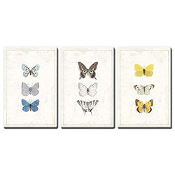 wall26 - 3 Panel Canvas Wall Art - Multiple Butterfly Species Artwork Series - Giclee Print Gallery Wrap Modern Home Decor Ready to Hang - 16"x24" x 3 Panels