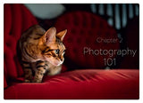 How to Take Awesome Photos of Cats