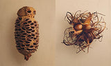The Hidden Beauty of Seeds & Fruits: The Botanical Photography of Levon Biss