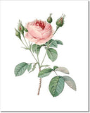 Vintage Pink Roses Botanical Prints - Flower Wall Art - (Set of 6) - 8x10 - Unframed - Floral Decor