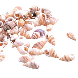 Ruspela 100pcs Sea Shells Mixed Ocean Beach Seashells, Natural Seashells, Conches Decoration for Fish Tank, Home Decorations, Beach Theme Party, Candle Making, Wedding Decor, DIY Crafts, Fish Tan