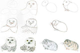 How to Draw Polar Animals in Simple Steps