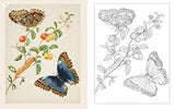 Maria Merian's Butterflies Coloring Book: Drawings from the Royal Collection