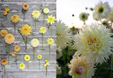 Floret Farm's Discovering Dahlias: A Guide to Growing and Arranging Magnificent Blooms