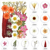 124 Pcs Real Dried Pressed Flowers for Resin, ALIGADO Natural Dried Flowers for Nail Arts, Resin Jewelry Crafts and DIY Handmade Projects, with Bright Colors
