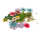 Baoblaze Multiple Natural Dried Flowers, Real Press Annual phlox, Mixed Leaves, Pink Larkspur, Mini