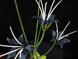 Origami Ikebana: Create Lifelike Paper Flower Arrangements: Includes Origami Book with 38 Projects and Instructional DVD