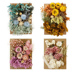 Natural Dried Pressed Flowers Leaves Mixed Colorful Real Chrysanthemum Daisy Flowers for Scrap-Booking DIY Candle Decoration Resin Jewelry Pendant Crafts Making