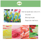 DIY 5D Diamond Painting Kit, Round Full Drill Embroidery Cross Stitch Arts Craft Canvas Supply for Home Wall Decor 11.8x15.75inch (Baot)