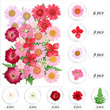 124 Pcs Real Dried Pressed Flowers for Resin, ALIGADO Natural Dried Flowers for Nail Arts, Resin Jewelry Crafts and DIY Handmade Projects, with Bright Colors
