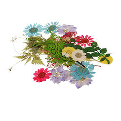 Baoblaze Multiple Natural Dried Flowers, Real Press Annual phlox, Mixed Leaves, Pink Larkspur, Mini