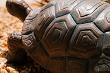 XBrand 21.3" L Brown and Black Concrete/MgO Walking Turtle Statue, Indoor or Outdoor Décor, Natural Design Sculpture, (TurtleBnBkX84)