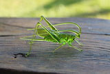 Statue of Glass Grasshopper Cute Green Glass Grasshopper from Glass Menagerie Flame work Gift