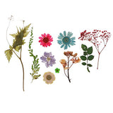 Baoblaze Multiple Natural Dried Flowers, Real Press Annual phlox, Mixed Leaves, Pink Larkspur, Mini