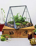 Creative Terrariums: 33 Modern Mini-Gardens for Your Home (Fox Chapel Publishing) Step-by-Step Cutting-Edge, Contemporary Designs to Add a Decorative Organic Presence to Even the Smallest Room