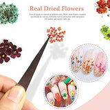 Teenior 24 Colors Nail Dried Flowers, 3d Nail Art Sticker for Tips Manicure Decor Mixed Accessories, Starry Leaves Flower (2 Boxes)