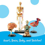 Learning Resources Anatomy Models Bundle Set - 4 STEM Anatomy Demonstration Tools, Ages 8+ Classroom Demonstration Tools, Teacher Supplies