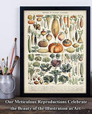 Antique Heirloom Vegetables - 11x14 Unframed Art Print - Makes a Great Gift Under $15 for Kitchen Decor