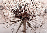 artgeist Canvas Wall Art Print Dandelion 90x60 cm / 35"x24" 1 pcs Home Decor Framed Stretched Picture Photo Painting Artwork Image Flowers Waterdop Abstract Nature Water b-C-0733-b-a