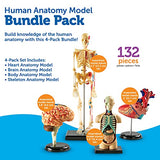 Learning Resources Anatomy Models Bundle Set - 4 STEM Anatomy Demonstration Tools, Ages 8+ Classroom Demonstration Tools, Teacher Supplies