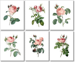 Vintage Pink Roses Botanical Prints - Flower Wall Art - (Set of 6) - 8x10 - Unframed - Floral Decor