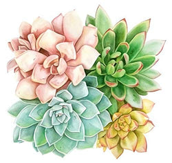 KOTWDQ Diamond Painting Kits for Adults Kids Succulent Plants Full Drill for Home Wall Decor 12x12inch(Canvas Size)