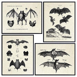 Bats Wall Decor - Vintage Retro Hipster Goth Art, Home or Room Decoration - Gift for Gothic, Horror, Vampire Fans - 8x10 UNFRAMED Creepy Scary Anatomical Picture Poster Print Set