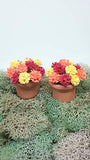 Fairy Garden Miniature Autumn Flower Pots. Dollhouse, Terrarium Decor.
