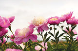 Peonies: Beautiful Varieties for Home & Garden