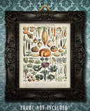 Antique Heirloom Vegetables - 11x14 Unframed Art Print - Makes a Great Gift Under $15 for Kitchen Decor