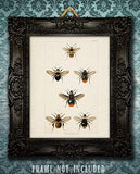 Bees - 11x14 Unframed Art Print - Makes a Great Gift Under $15 for Nature Lovers