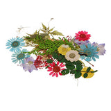 Baoblaze Multiple Natural Dried Flowers, Real Press Annual phlox, Mixed Leaves, Pink Larkspur, Mini