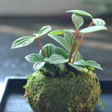 NWFashion Green Yellow Planter, Sueent Flower Pot, Moss Ball Planter (12CM, Green)