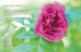 Vintage Roses: Beautiful Varieties for Home and Garden
