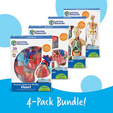 Learning Resources Anatomy Models Bundle Set - 4 STEM Anatomy Demonstration Tools, Ages 8+ Classroom Demonstration Tools, Teacher Supplies