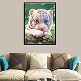 DIY 5D Diamond Painting Kits for Adults, Full Drill Rhinestone Embroidery Paint for Kids, Home Wall Decor Cross Stitch Arts Number by Aunkun (Cute Little White Tiger 11.8x15.7in)