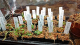 KINGLAKE 100 Pcs 4 Inch Plastic Plant Nursery Garden Labels Pot Marker Garden Stake Tags White