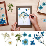 Real Dried Pressed Flowers Natural Pressed Chrysanthemum Daisy Flowers for Scrapbooking DIY Art Crafts, Epoxy Resin Jewelry, Candle, Soap Making, Nail Decoration (Blue Purple Yellow Dried Flowers)