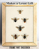 Bees - 11x14 Unframed Art Print - Makes a Great Gift Under $15 for Nature Lovers