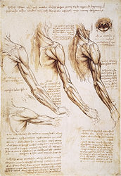 Leonardo Anatomy 1510 Npen And Ink Studies Of The Human Arm Shoulder And Neck By Leonardo Da Vinci C1510-1511 Poster Print by (18 x 24)