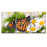 wall26 - 3 Piece Canvas Wall Art - Colorful Monarch Butterfly Sitting on Chamomile Flowers - Modern Home Decor Stretched and Framed Ready to Hang - 24"x36"x3 Panels