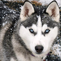 DIY 5D Diamond Painting by Number Kits, Full Drill Crystal Rhinestone Embroidery Pictures Arts Craft for Home Wall Decor Gift,Husky