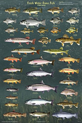 Fresh Water Game Fish of North America Laminated Educational Reference Chart Print Poster 24x36