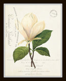 French Botanical Collage Print Set No. 3 Set of 4 Fine Art Giclee Prints - Unframed