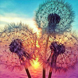 Vienrose DIY 5D Diamond Painting Kits for Adults & Kids 11.8X11.8 in Three Dandelions Full Drill Diamond Arts The Scenery and Plants in The Sunset Paint by Number Kits for Wall Decor Romantic Gifts